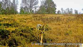 Gifhorner Polizei sucht weiter nach Wolfs-Torso