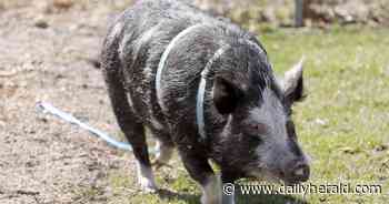 Meet Norbert, the skateboard-riding pig who really may have trained his owner