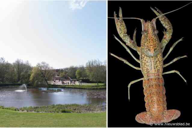 Ze planten zich razendsnel voort, dus wordt invasieve kreeftensoort uit parkvijver gevist: “Droogleggen was geen optie”