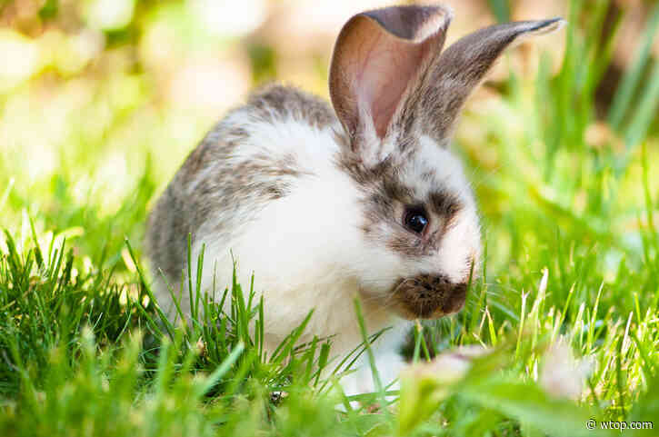 Officials: 2 rabbits stuck by blow darts in Arlington Co.