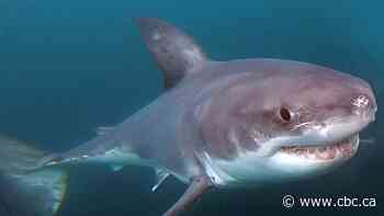 Cage diving with great white sharks coming to Nova Scotia's South Shore