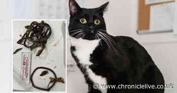 Cat that swallowed 11 elastic hair bobbles is saved by vet with emergency procedure