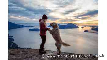 Profi-Hacks – Wandern mit Hund leicht gemacht