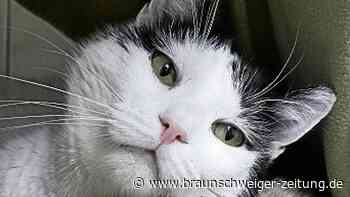 Peiner Fundtier: Kater Neo sucht ein neues Zuhause