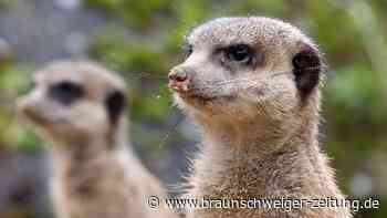 Neue Erdmännchen-Truppe im Rostocker Zoo