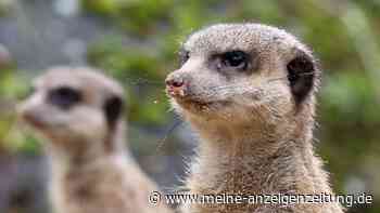 Neue Erdmännchen-Truppe im Rostocker Zoo
