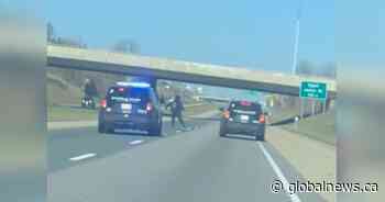 Man who rollerbladed on Hamilton, Ont. expressway not facing charges: police