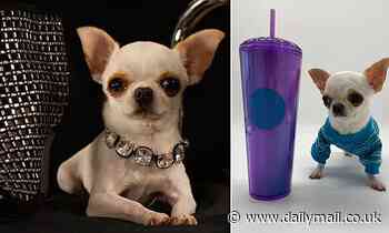Meet the world's SHORTEST dog! Chihuahua  claims the record - standing at just 3.59 INCHES tall