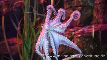 Oktopus-Gehirne sind alienartiger als gedacht