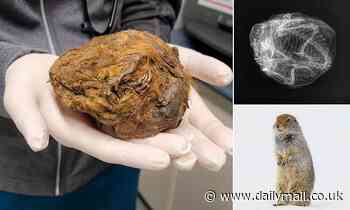 Mysterious fur ball found frozen in Canada turns out to be a mummified squirrel