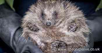 Northumberland sanctuary to release small army of hedgehogs into wild to boost numbers