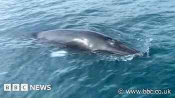 Minke whale: Angler enjoys rare encounter in English Channel
