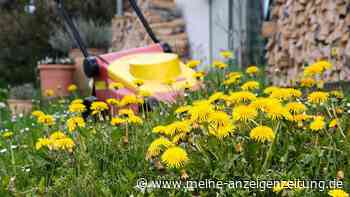 Löwenzahn macht sich auf dem Rasen breit? Drei Methoden, wie Sie ihn entfernen