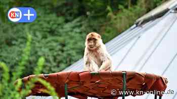 SH: Preise für Tierparks und Freizeitparks 2023 – aktuelle Eintrittspreise in der Übersicht