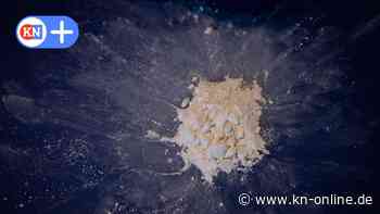 Drogen in Hannover: Warum die Stadt eine Kokain-Drehscheibe ist