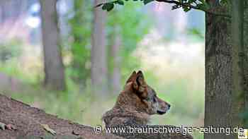 Wölfe in Niedersachsen: SPD fordert „regionale Entnahmequote“