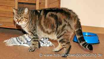 Altkreis Osterode: Vierbeiner suchen ihr neues Zuhause