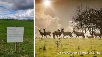 Nach Anwohner-Beschwerden: Landwirt lässt alle 16 Tiere erschießen und antwortet mit Botschaft