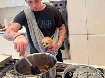 Il figlio di Beckham cucina il ragù con un tappo di sughero: l'ira dei bolognesi
