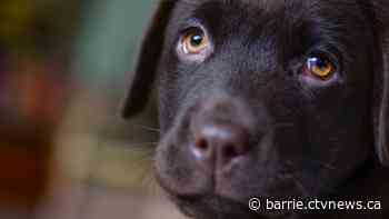 Warm weather prompts warning about dangerous of leaving pets, children in vehicles