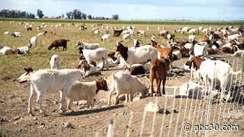 Rediscovering the old ways with grazing goats