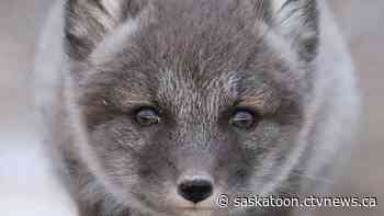 University of Sask. photo competition showcases stunning photos of Earth's ecosystems and animals