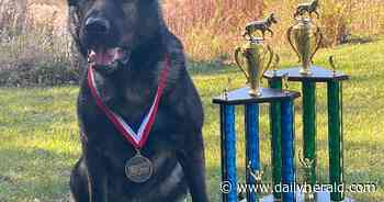 Man barricaded inside Ingleside home gives up after being bitten by police dog