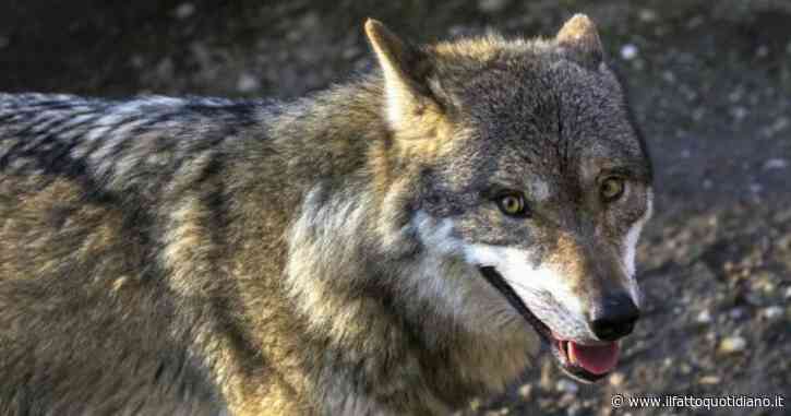 Morsa da un lupo mentre tenta di difendere il suo cane: il racconto di un sindaco in provincia di Lucca