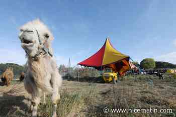 Le cirque Zavatta s'installe à Antibes, la Ville veut interdire toute représentation