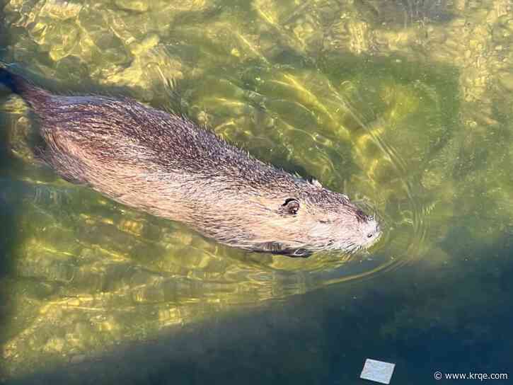 Are nutria dangerous? Tips on how to interact, keep pets safe