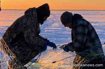 Metis Nation of Alberta releases fish health report on Pigeon Lake and others