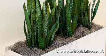 Sleep expert says you need these plants in your bedroom to help you drop off fast