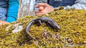 Road in Burlington to reopen after month-long closure allows tiny, endangered salamanders to cross