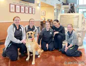 Dog finds new home after over a year at Miss Winkles