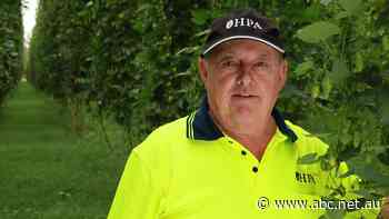 'Biggest' hops harvest marks milestone in farmer's 'great but rocky ride'