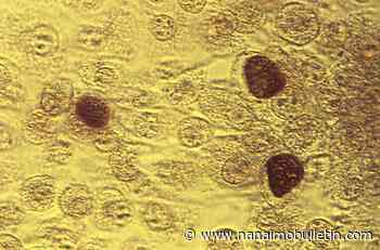 Post-sex pill seen as new tool to fight rising STD rates