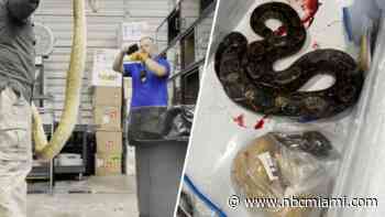 Shocking Video Shows Wildlife Officers Killing More Than 30 Pythons, Pet Boa at South Florida Reptile Facility