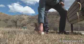What’s being done about litter accumulation revealed in Lethbridge’s spring melt