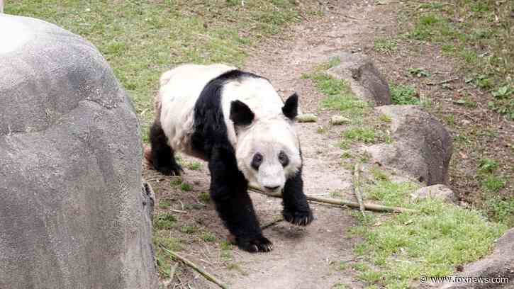 US and China unite in effort to rehabilitate Ya Ya the panda bear