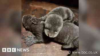 Rare giant otter triplets born at wildlife park