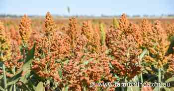 Shattercane appeal heads to the High Court