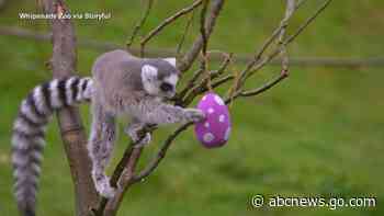 WATCH:  Cute critters get into the Easter spirit