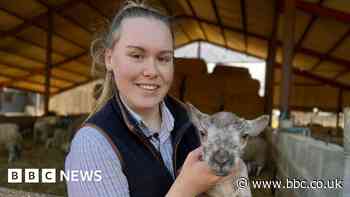 Essex teenager Libby Lawrence shares her love of lambing