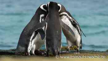 Open Source Collaboration: 7 Tools, um quelloffen zusammenzuarbeiten