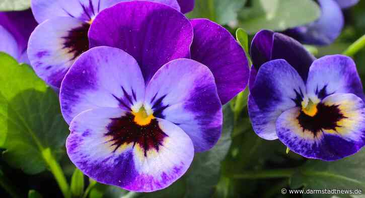 EAD Pflanztag auf der Kompostierungsanlage – Kooperation mit der Gärtnerei Aumühle sowie erweitertes Angebot