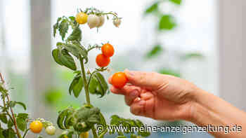 Sieben Tipps, wie Sie Kirschtomaten richtig anbauen