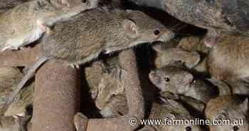 Mice spotted swarming across roads with numbers on the rise