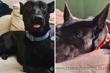 New home sought for dog abandoned outside Hackney pub