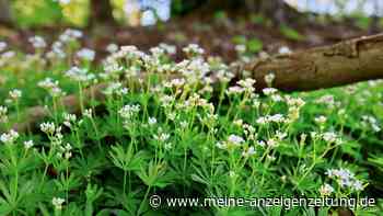 Giftiger Waldmeister: Ernte vor der Blüte macht ihn verträglicher