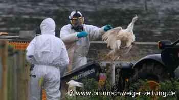 Vogelgrippe: Erster Mensch an Subtyp H3N8 gestorben